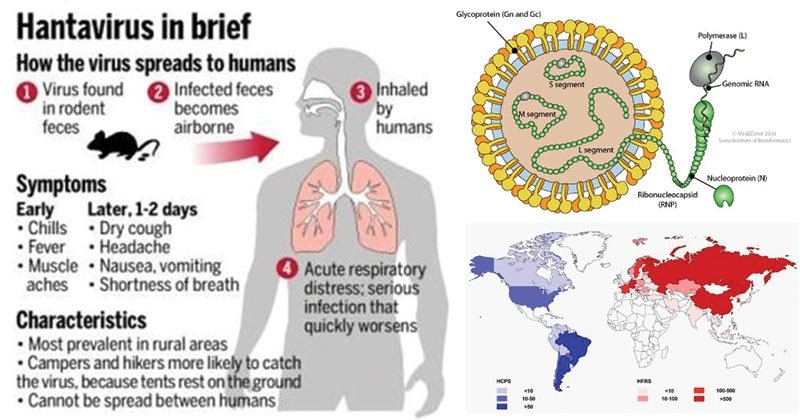 hantavirus dangers